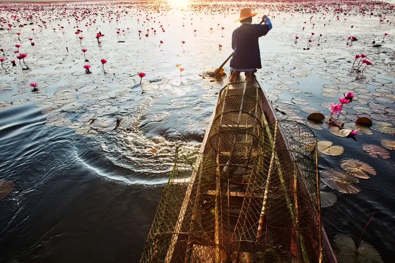 คนเรือพายเรือผ่านดงบัวยามเช้า
